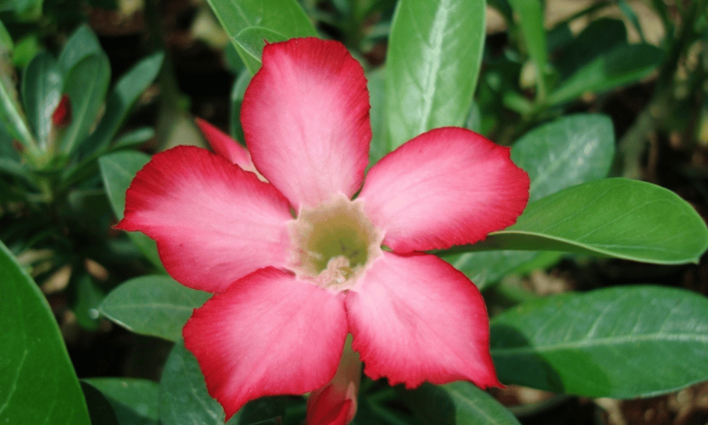 Adenium obesum