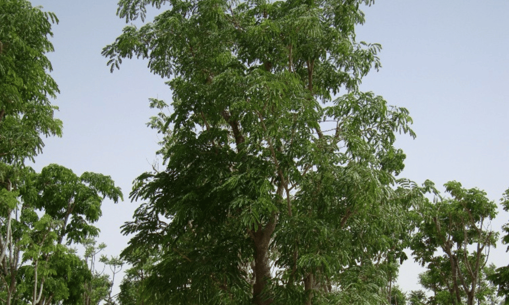Albizia lebbeck